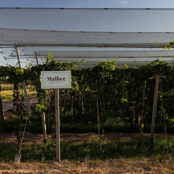 Wine Idols: Zuccardi's Family / Bike & Tasting in Santa Julia + Full Lunch - Image 7